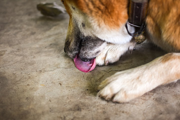 Male dog lying on the ground and licks his paws. Dog behavior and habit concept. Selective focus.