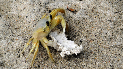 Crabe regardant la mer des Caraïbes