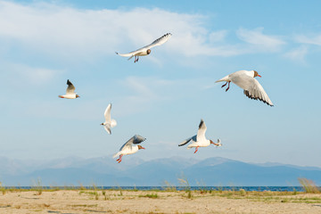 White seagulls fly against the background of blue sky and clouds on a sunny day. birds on the sand by the sea