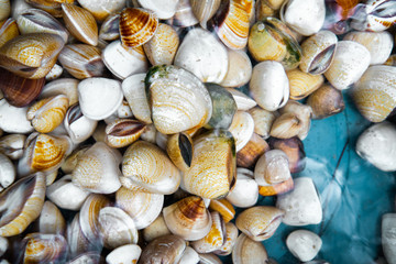 Shellfish in the seafood market.