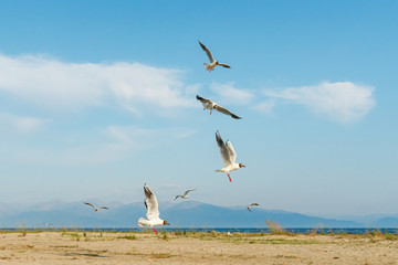 White seagulls fly against the background of blue sky and clouds on a sunny day. birds on the sand by the sea