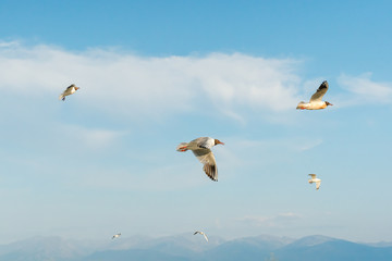 White seagulls fly against the background of blue sky and clouds on a sunny day. birds on the sand by the sea