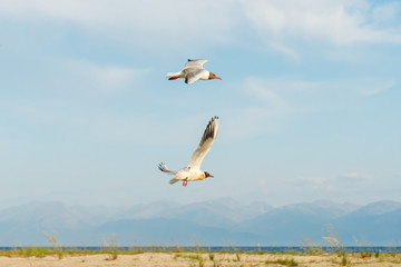 White seagulls fly against the background of blue sky and clouds on a sunny day. birds on the sand by the sea