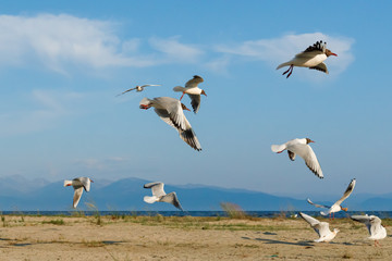 White seagulls fly against the background of blue sky and clouds on a sunny day. birds on the sand by the sea