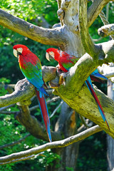 Two colorful red, blue and green parrot birds on a tree