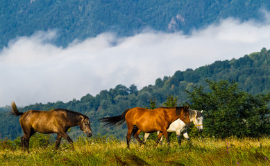  Landscape in Boisoara, Romania