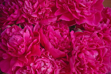 Red floral background of fresh red peony flowers. Selective focus.