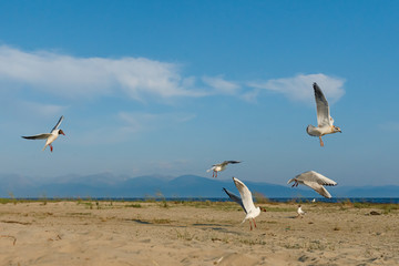 Fototapeta na wymiar White seagulls fly against the background of blue sky and clouds on a sunny day. birds on the sand by the sea