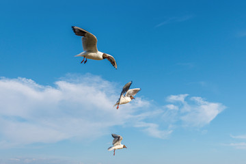 White seagulls fly against the background of blue sky and clouds on a sunny day. birds on the sand by the sea