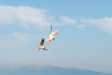 White seagulls fly against the background of blue sky and clouds on a sunny day. birds on the sand by the sea