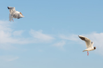 White seagulls fly against the background of blue sky and clouds on a sunny day. birds on the sand by the sea