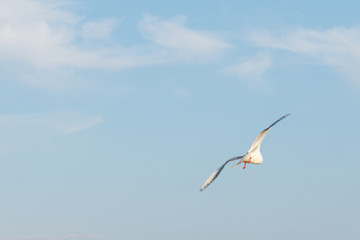 White seagulls fly against the background of blue sky and clouds on a sunny day. birds on the sand by the sea