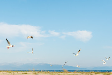 White seagulls fly against the background of blue sky and clouds on a sunny day. birds on the sand by the sea