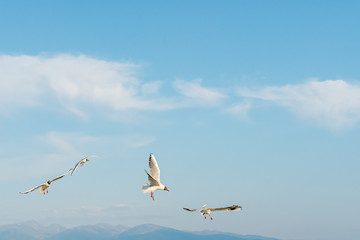 White seagulls fly against the background of blue sky and clouds on a sunny day. birds on the sand by the sea