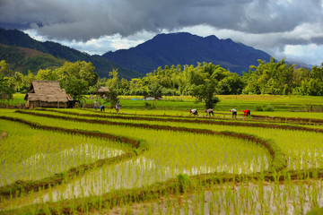 Thailand farmers rice planting working on the field. holding rice in hand rain season more cloud background mountain with hut