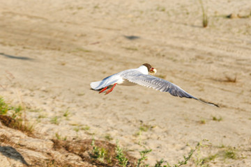 White seagulls on a sandy beach on a sunny day. birds on the sand by the sea