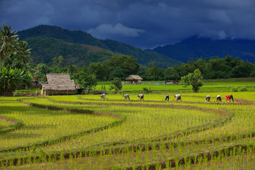 Fototapeta na wymiar Thailand farmers rice planting working on the field. holding rice in hand rain season more cloud background mountain with hut