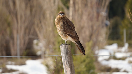 Ave del sur argentino 
