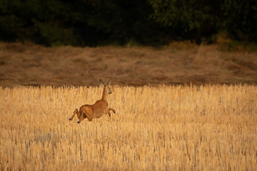 A single young deer running away across stubble. Warm summer evening light.