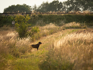 A black labrador dog in summer evening light. Very peaceful, warm and relaxing light.