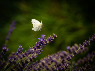 A white butterfly and lavender. Flying around, sitting, resting and flying again from flower to...