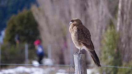Ave t&iacute;pica del sur Argentino 