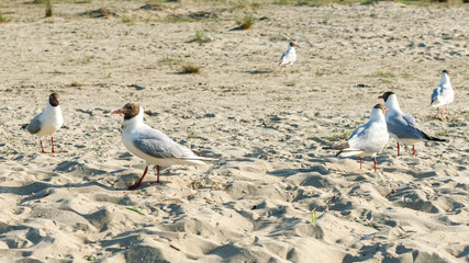 Fototapeta premium White seagulls on a sandy beach on a sunny day. birds on the sand by the sea