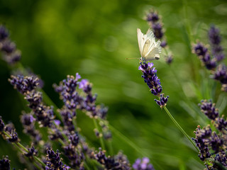 A white butterfly and lavender. Flying around, sitting, resting and flying again from flower to flower. Amazing scent from lavender attracts butterflies and bees.