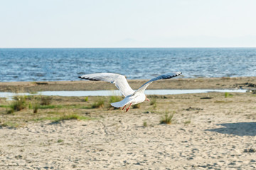 Fototapeta na wymiar White seagulls on a sandy beach on a sunny day. birds on the sand by the sea