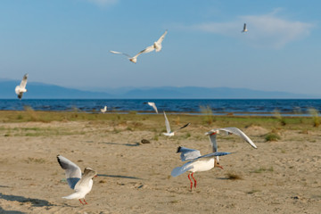 Fototapeta na wymiar White seagulls on a sandy beach on a sunny day. birds on the sand by the sea