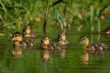 Little ducklings on a river. Detailed shot of these small beauties. Very cute and curious.