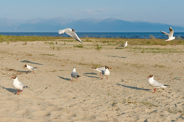 White seagulls on a sandy beach on a sunny day. birds on the sand by the sea