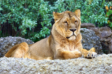 A lioness sitting on a rock