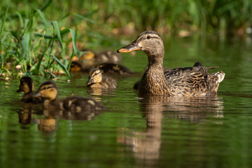 A duck mother with her little ducklings on a river. Very cautious and careful duck taking care to beware any possible danger. Cute scene.