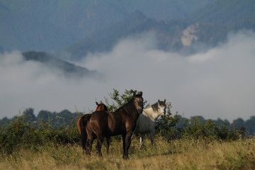  Horses in the countryside of Romania