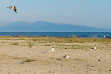 White seagulls on a sandy beach on a sunny day. birds on the sand by the sea
