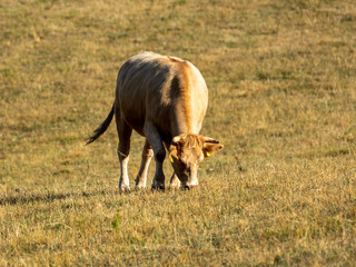 Cattle on a meadow. Soft and warm morning light. Almost dry grass. Light colored cows, eating grass. Agriculture, rural countryside.