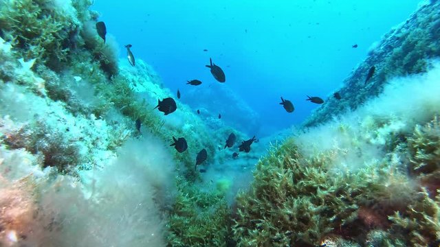 Underwater lansdscape - Scuba diving in Majorca - Spain