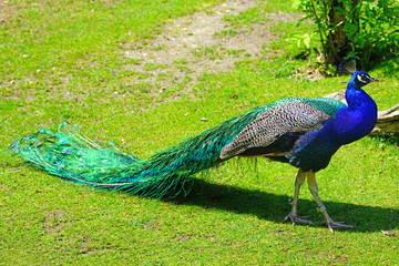Obraz premium Colorful green and blue peacock bird with plume feathers