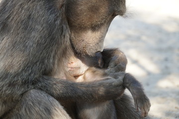 Pavianmutter säugt Baby