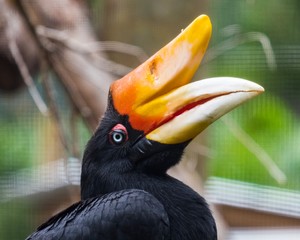 hornbill bird  © Steve