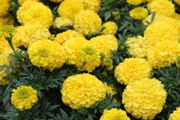 bouquet of yellow flowers