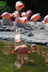 Pink flamingo birds standing on one leg