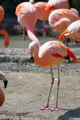 Pink flamingo birds standing on one leg