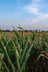 Blauer Himmel und Maisfeld
