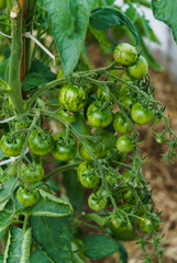 Bush with green tomatoes in the greenhouse.