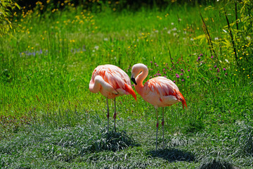 Pink flamingo birds standing on one leg