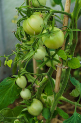 Bush with green tomatoes in the greenhouse.