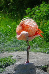 Pink flamingo birds standing on one leg