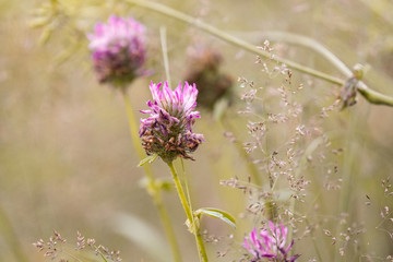 flowers in the garden